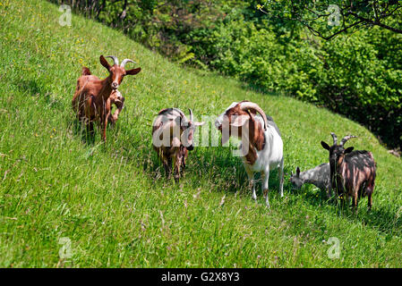 Capre pascolano sul verde del prato estivo. Foto Stock