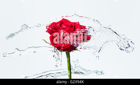 Una rosa rossa con acqua splash e scende su uno sfondo bianco. Messa a fuoco selezionata, la profondità di campo ridotta Foto Stock