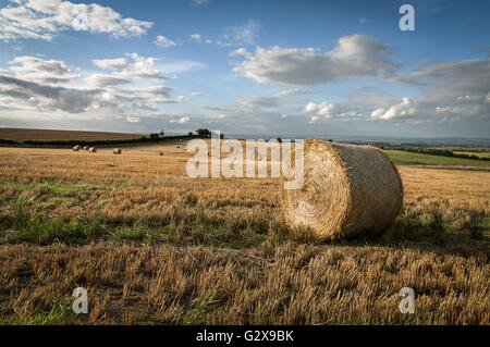 Round le balle di paglia in campo di raccolto di orzo, Ryedale,North Yorkshire, Inghilterra, Foto Stock