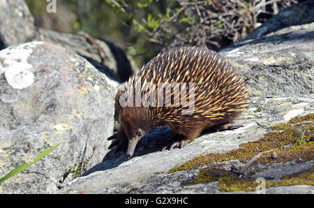 Australian Echidna (anteater spinoso) ricerca di formiche su rocce di arenaria in Royal national park, Sydney, Australia Foto Stock