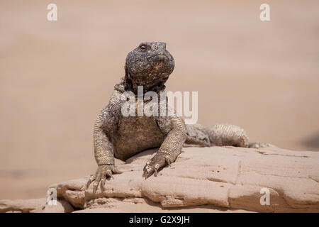 Arabian Testa nera lucertola del deserto animale rettile permanente sulla roccia sfondo isolato in Dubai , golfo Sahara Foto Stock