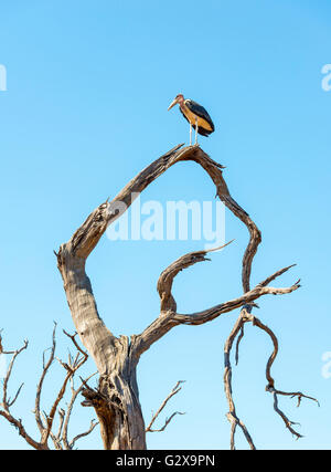 Marabou Stork uccelli (Leptoptilos crumenifer) appollaiato su un albero morto contro un cielo blu in Botswana, Africa Foto Stock
