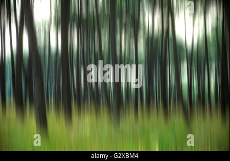 Foresta di Pini, offuscata, landes, Aquitaine, Francia Foto Stock