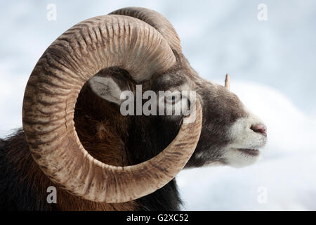 Muflone (Ovis orientalis Musimon), ritratto, Schleswig-Holstein, Germania Foto Stock