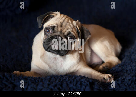 Pug, cucciolo, sdraiato Foto Stock