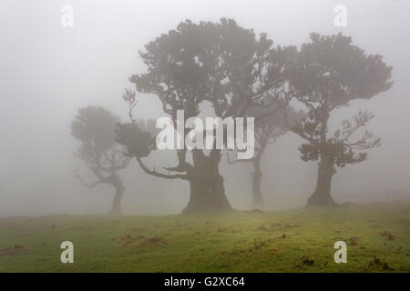 Baia di vecchi alberi di alloro (Laurus nobilis) nella nebbia, Maderira, Portogallo Foto Stock