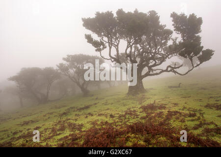 Baia di vecchi alberi di alloro (Laurus nobilis) nella nebbia, Maderira, Portogallo Foto Stock