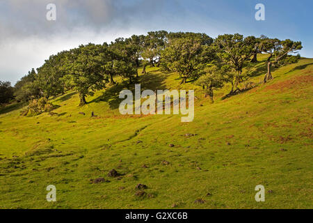 Baia di vecchi alberi di alloro (Laurus nobilis), Maderira, Portogallo Foto Stock