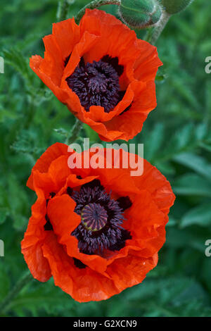 Due fioritura di papaveri rossi close up Papaver somniferum Foto Stock