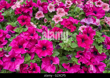 Cluster di rosa e viola nelle petunie petunia Foto Stock