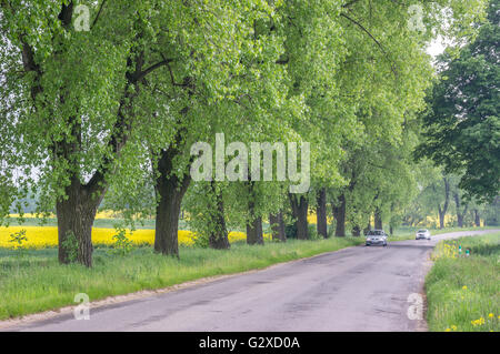 Vecchi alberi di pioppo in fila con fresco verde primavera lascia Populus balsamifera Foto Stock