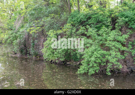 Rampante molla di lussureggiante vegetazione sul laghetto della banca Foto Stock