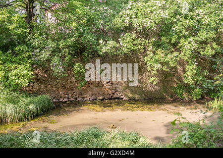 Rampante molla di lussureggiante vegetazione sul laghetto della banca Foto Stock