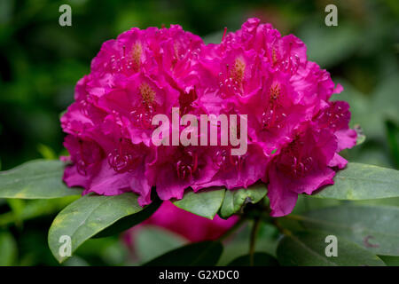 Rosa viola lussureggianti rododendri 'Germania' blossom Foto Stock