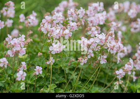 Geranio cantabrigense Bolkovo in piena fioritura Foto Stock