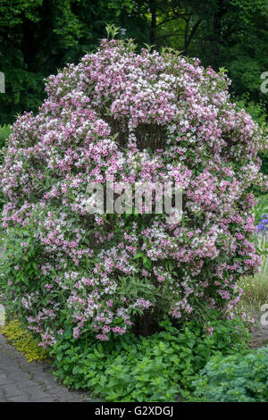 Lussureggiante Weigela florida variegata bush in piena fioritura Foto Stock