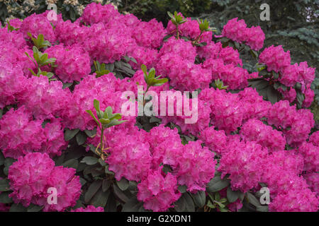 Rosa viola lussureggianti rododendri 'Germania' blossom Foto Stock