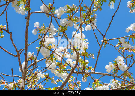 Fiore bianco del giapponese albero ciliegio (Prunus serrulata) Foto Stock