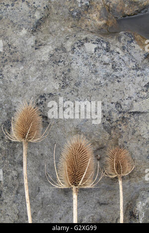 Teste Teasel su roccia Foto Stock