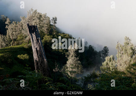 Java, Mt. Ijen, foresta nella nebbia mattutina sul sentiero fino al vulcano Foto Stock