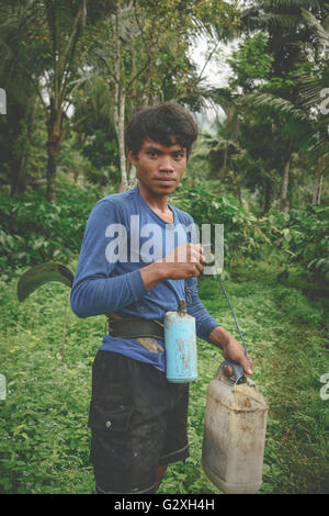 Il Cocco semovente di raccolta del latte di cocco in una piantagione in Kalibaru, East Java Foto Stock