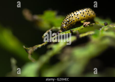 Viburnum beetle (Pyrrhalta viburni) larva. Giardino di pest nella famiglia Chrysomelidae, causando danni alle foglie della pianta Foto Stock