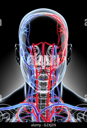 Umano Sistema Interno - Sistema circolatorio concetto medico - 3D'illustrazione. Foto Stock