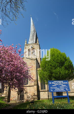 Fiore di Ciliegio vicino la twisted guglia di Santa Maria e Chiesa di tutti i santi a Chesterfield, Derbyshire su una soleggiata giornata di primavera, REGNO UNITO Foto Stock