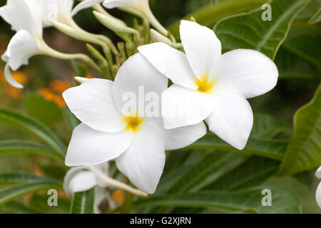 Il Frangipani bianco, Plumeria pudica o Bouquet nuziale in natura Foto Stock