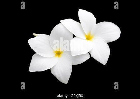 Il Frangipani bianco, Plumeria pudica o Bouquet nuziale isolati su nero. Gli oggetti con i tracciati di ritaglio. Foto Stock