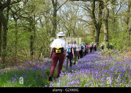 Persone su un bluebell a piedi attraverso il National Trust bosco a Hardwick Station Wagon nel Derbyshire su un soleggiato giorno di maggio Inghilterra REGNO UNITO Foto Stock