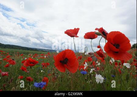 SONY DSC papaveri selvatici in un campo con cornflowers blu Foto Stock