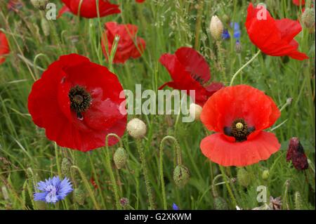 SONY DSC wild papaveri rossi con cornflowers blu Foto Stock