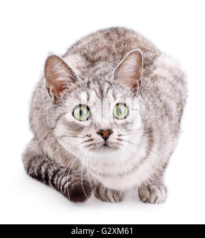 Grigio tabby cat isolati su sfondo bianco Foto Stock