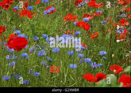 SONY DSC cornflowers blu e rosso papavero Foto Stock