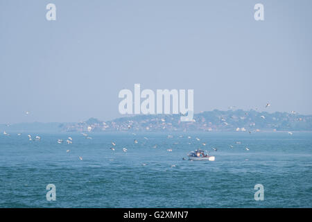 Una piccola barca circondato dai gabbiani pesca nel solent. La vista sul mare e sull'Isola di Wight può essere visto in lontananza. Foto Stock