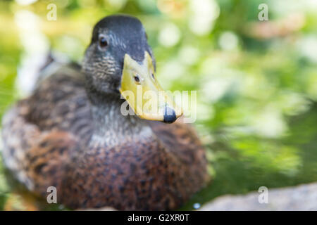 Vista frontale del becco giallo di una femmina di germano reale, Anas platyrhynchos. Messa a fuoco selettiva con bassa profondità di campo Foto Stock