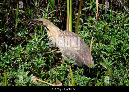 American tarabuso, Botaurus lentiginosus Foto Stock