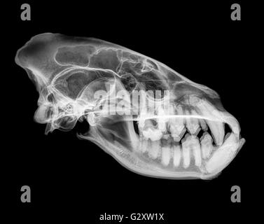 Vista laterale X-ray di un cranio di un Hyaena su sfondo nero Foto Stock