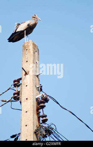 Asian openbill permanente sulla parte superiore del polo elettrico. Human invade habitat di uccelli. Anastomus oscitans è un grande trampolieri in st Foto Stock