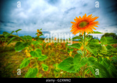 Girasoli crescono nel campo. inizio autunno Foto Stock