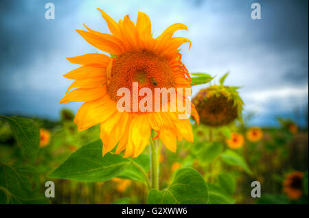 Girasoli crescono nel campo. inizio autunno Foto Stock