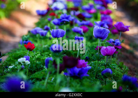 Un campo coltivato colorate e vivaci fiori Anemone. Fotografato in Israele Foto Stock