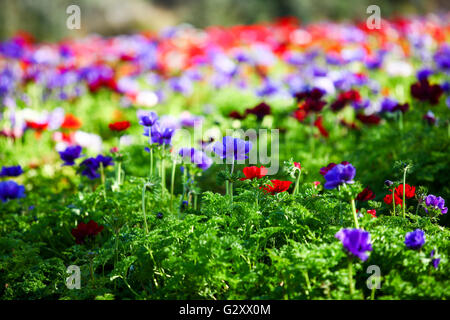 Un campo coltivato colorate e vivaci fiori Anemone. Fotografato in Israele Foto Stock
