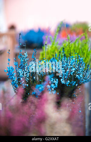 In vasi fuori cresce e fiorisce la lavanda colorate Foto Stock