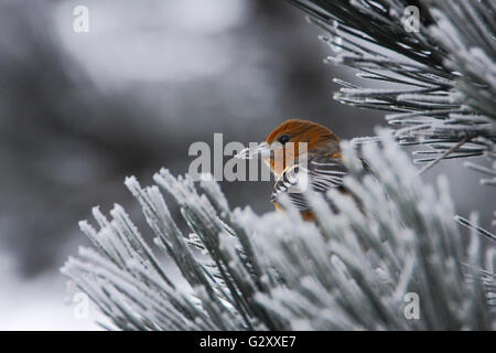 Baltimore rigogolo (Icterus galbula) in inverno, Paesi Bassi Foto Stock