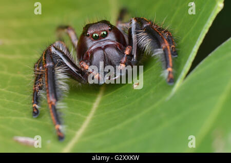 Salto gigantesco ragno, maschio, hyllus sp Foto Stock