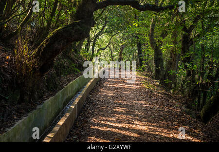 L'uomo turistica tipica di Madeira Walking e percorso escursionistico - Levada. Levada fare Furado Ribeiro Frio laurisilva Foto Stock