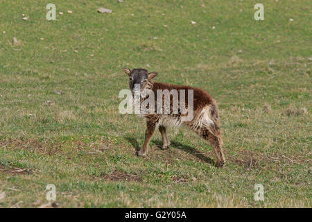 Soay agnello su Hirta isola su St Kilda Foto Stock