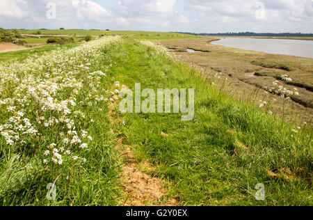 Percorso lungo la difesa flood sea wall banca, Butley Creek river, Suffolk, Inghilterra, Regno Unito Foto Stock